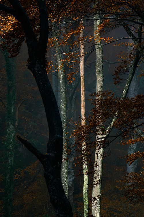 Melangia