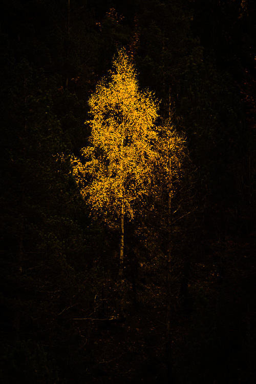 Melangia