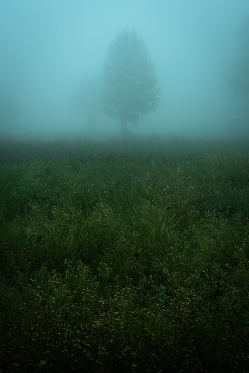 Melangia