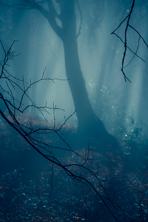 Melangia