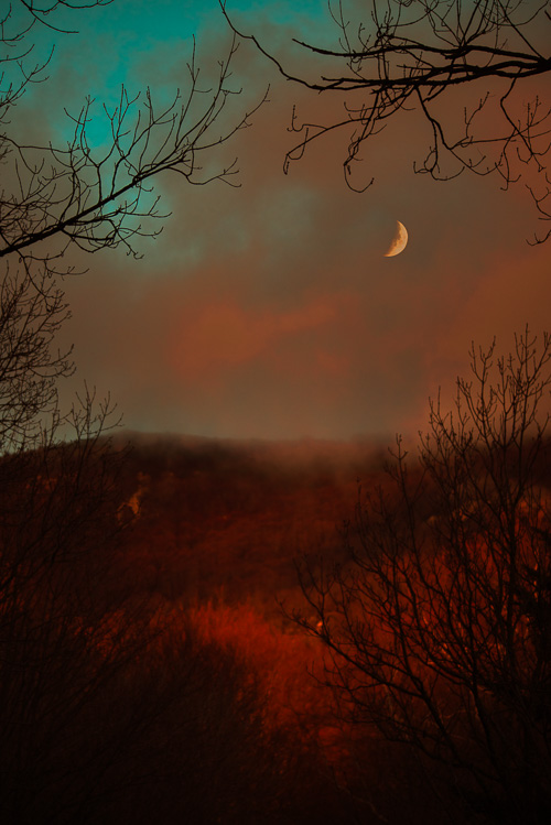 Melangia